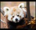 panda-cervena2.jpg